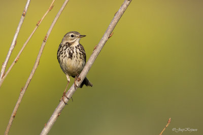 Graspieper/Meadow pipit