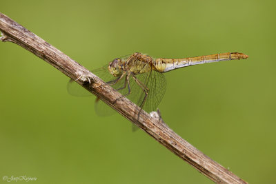 Zuidelijke heidelibel/Sympetrum meridionale ♀