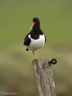 Scholekster/Eurasian oystercatcher