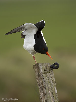 Scholekster/Eurasian oystercatcher