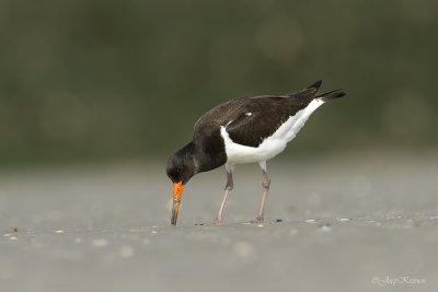 Scholekster/Eurasian oystercatcher