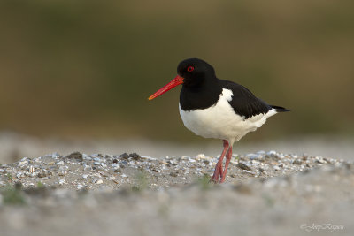 Scholekster/Eurasian oystercatcher