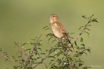Kneu/Linnet