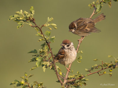 Ringmus/Tree sparrow