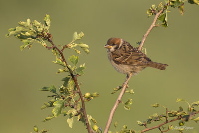Ringmus/Tree sparrow