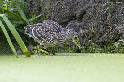 Kwak\Black-crowned night heron