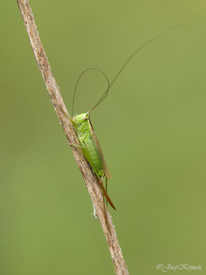 Grote groene sabelsprinkhaan/Tettigonia viridissima