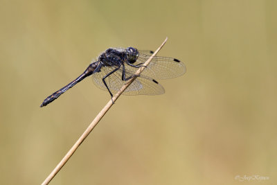 Zwarte heidelibel/Sympetrum danae ♂