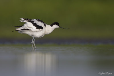 Kluut/Avocet