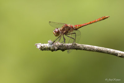 Bruinrode heidelibel/Sympetrum striolatum ♂