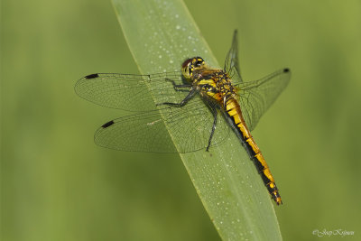 Zwarte heidelibel/Sympetrum danae ♀