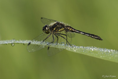 Zwarte heidelibel/Sympetrum danae ♂