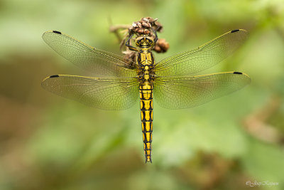 Gewone oeverlibel/Orthetrum cancellatum ♀