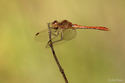 Zuidelijke heidelibel/Sympetrum meridionale ♂