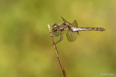 Bruinrode heidelibel/Sympetrum striolatum ♀