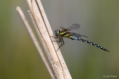 Paardenbijter/Aeshna mixta ♂