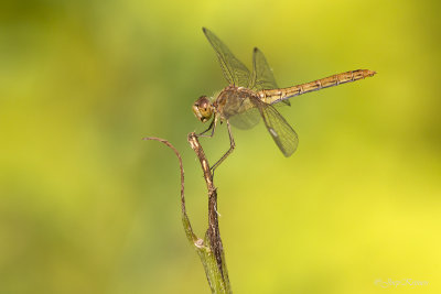 Zuidelijke heidelibel/Sympetrum meridionale ♀