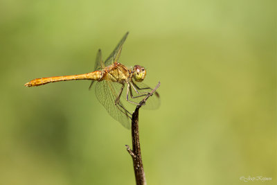Zuidelijke heidelibel/Sympetrum meridionale ♂