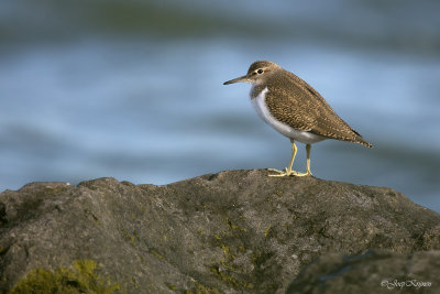 Oeverloper/Common sandpiper