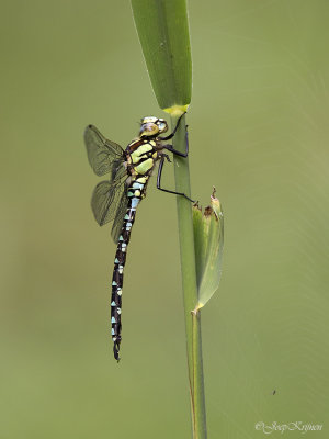 Blauwe glazenmaker/Aeshna cyanea ♂