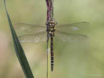 Blauwe glazenmaker/Aeshna cyanea ♂
