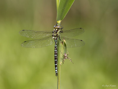 Blauwe glazenmaker/Aeshna cyanea ♂