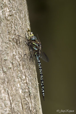 Noordse glazenmaker/Aeshna subartica ♂