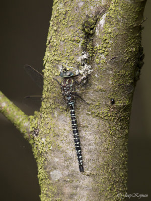 Noordse glazenmaker/Aeshna subartica ♂