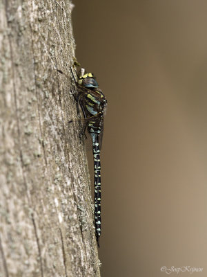 Noordse glazenmaker/Aeshna subartica ♂