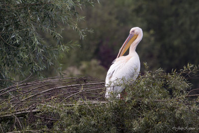 Roze pelikaan/Great white pelican