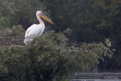 Roze pelikaan/Great white pelican