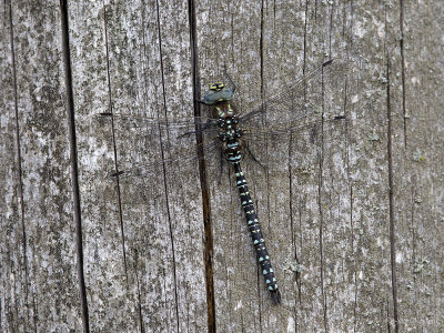 Noordse glazenmaker/Aeshna subartica ♂