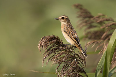 Paapje/Whinchat