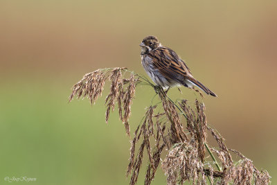 Rietgors/Reed bunting
