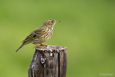 Graspieper/Meadow pipit