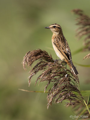 Paapje/Whinchat