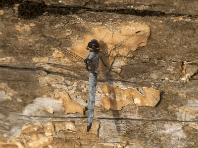 Zuidelijke oeverlibel/Orthetrum brunneum♂