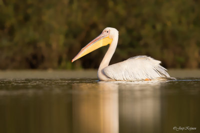 Roze pelikaan/Great white pelican