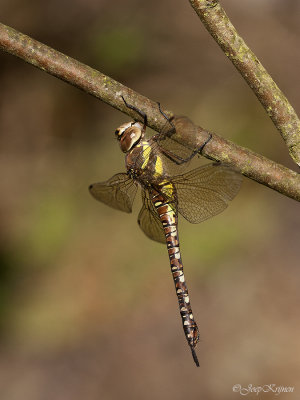 Paardenbijter/Aeshna mixta ♀