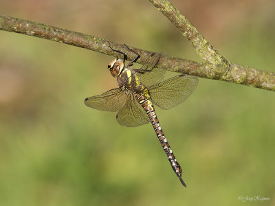 Paardenbijter/Aeshna mixta ♀