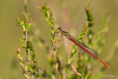 Koraaljuffer/Ceriagrion tenellum ♂