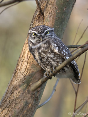 Steenuil/Little owl