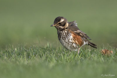 Koperwiek/Redwing