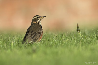 Koperwiek/Redwing