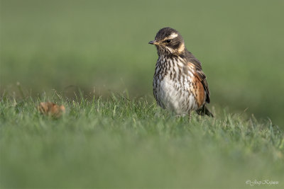 Koperwiek/Redwing