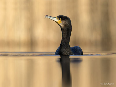 Aalscholver/Cormorant