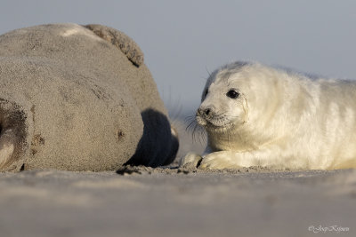 Grijze zeehond/Seal