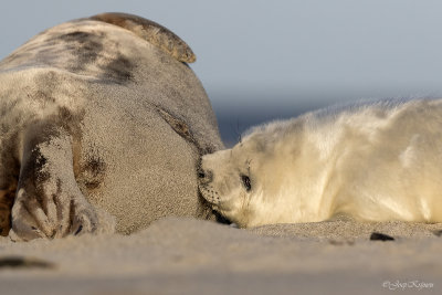 Grijze zeehond/Seal