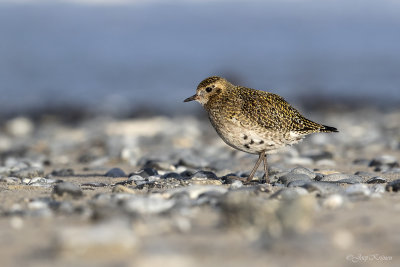 Goudplevier/European golden plover