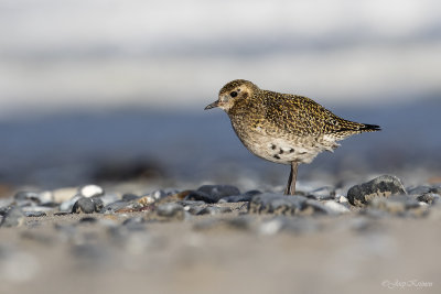 Goudplevier/European golden plover